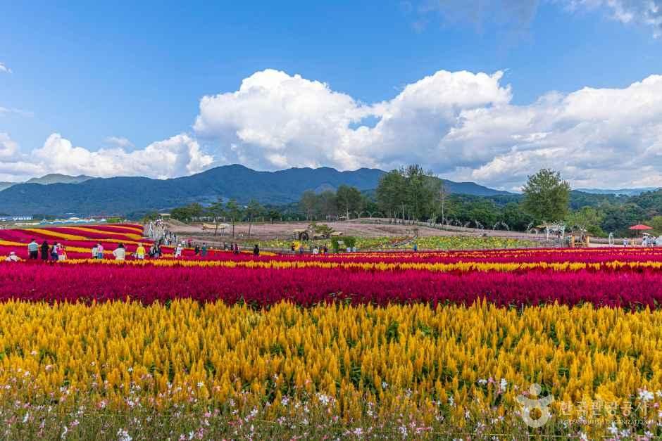 붉은색과 노란색 맨드라미가 줄지어 핀 꽃밭과 뒤로 보이는 산