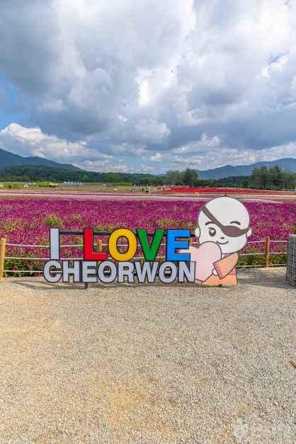 분홍색 꽃밭을 배경으로 한 'I LOVE CHEORWON' 포토존 조형물